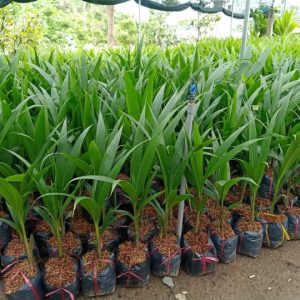 Dừa Xiên Xanh Lùn