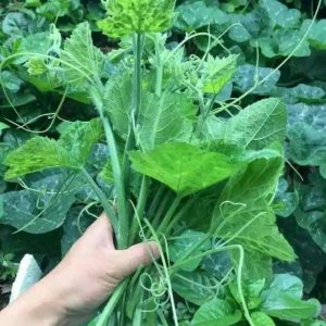 Rau Bí (Bó 500gram)