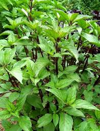 Rau Húng Chó (1 Kiligram)